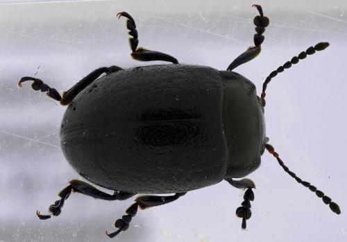 Chrysolina carnifex